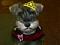 nampont's Avatar