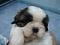 thongchai9309's Avatar