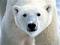 Polar_B's Avatar