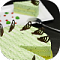 Bazilite's Avatar